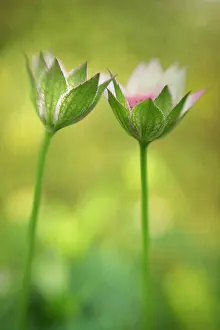 Combined: Masterwort, Astrantia major, two flowers opening and leaning