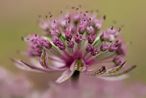 Combined: Masterwort, Astrantia major Pink penny, close up side view