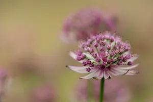 Cooperation: Masterwort, Astrantia major Pink penny, side view of pink