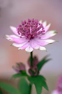Astrantia: Masterwort, Astrantia major Roma, One flower fully
