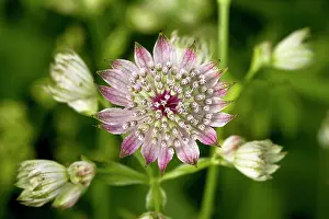 Astrantia: Masterwort - in flower
