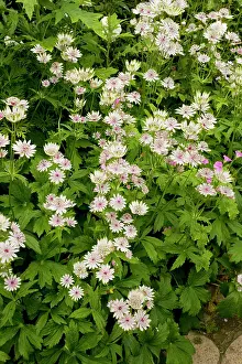 Manor: Masterwort at Hidcote Manor garden