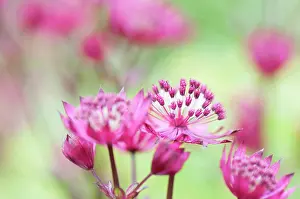 Astrantia: Masterwort ?oGreat masterwort, Astrantia major Rubra