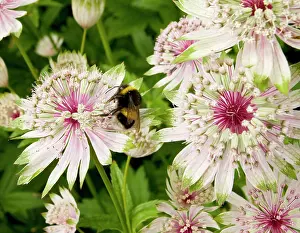 Visiting: Masterwort with visiting Bumblebee