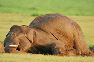 Masth: Masth Indian / Asian Elephant taking mud bath