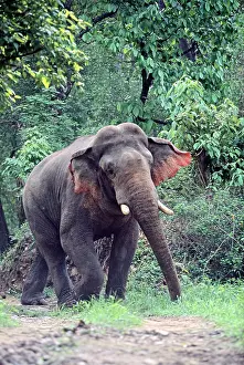 Masth: Masth Indian / Asian Elephant walking in a threatening way
