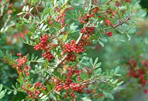 Pistacia: Mastic Tree