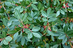 Anti: Mastic Tree Flowers