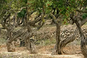 Anti: Mastic Trees