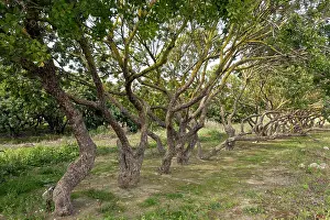 Anti: Mastic Trees