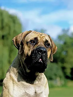 Mastiff: Mastiff Dog, Portrait of Adult