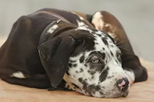 Perro: Mastiff laying on the floor, 10 weeks old, Perro