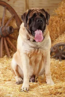 Pant: Mastiff, male, 4 years old, sitting in straw, tongue