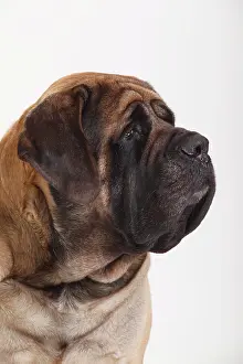 Watchdog: Mastiff, male, animal portrait