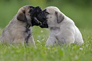 Mastiff: Two Mastiff Puppies playing together on grass, profile