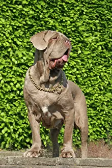 Mastiff: Mastino Napoletano, Italian Mastiff Mastino Napoletano