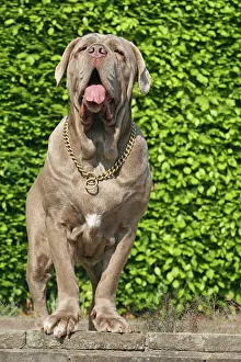 Mastiff: Mastino Napoletano, Italian Mastiff Mastino Napoletano