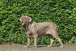 Mastiff: Mastino Napoletano, Italian Mastiff, side view Mastino