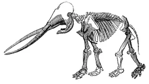 Paleozoology: Mastodon, Cenozoic Mammal