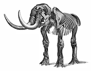 Paleozoology: Mastodon, Cenozoic Mammal