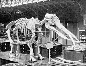 Paleozoology: Mastodon, Cenozoic Mammal