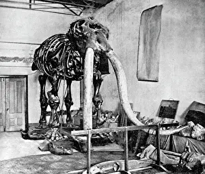Paleozoology: Mastodon, Cenozoic Mammal