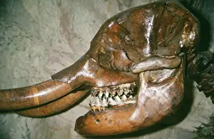 Americanum: MASTODON SKULL FOSSIL - American Mastodon Fossil