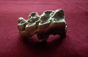 Mammut: Mastodon Tooth