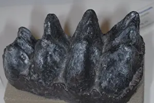 Americanum: Mastodon Tooth Crown Cast