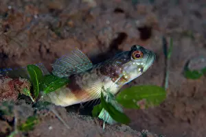 Band: Masui's Shrimpgoby - Batu Niti dive site, Seraya