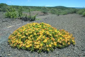 Forming: Mat-forming mesem flowering after rain