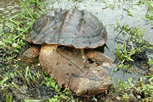 Matamata: Mata Mata / Matamata Turtle