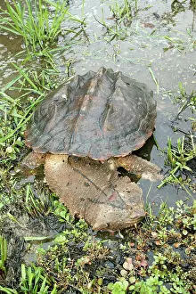 Matamata: Mata Mata / Matamata Turtle