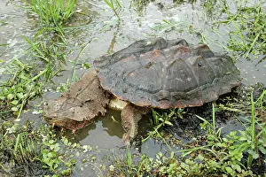 Matamata: Mata Mata / Matamata Turtle
