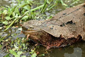 Mata Mata / Matamata Turtle