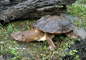 Matamata: Mata Mata / Matamata Turtle