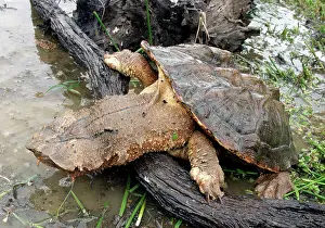 Matamata: Mata Mata / Matamata Turtle