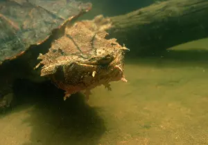 Matamata: Mata Mata / Matamata TURTLE