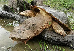 Matamata: Mata Mata / Matamata Turtle - climbing onto log