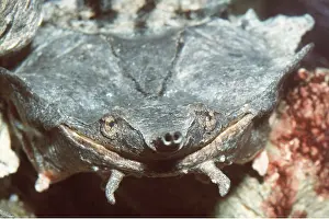 Ugly: Mata mata / Matamata Turtle - close-up head showing
