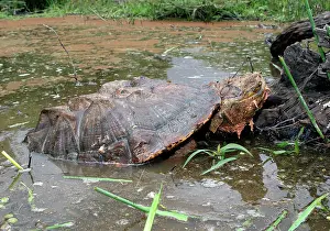 Matamata: Mata Mata / Matamata Turtle - emerging from water