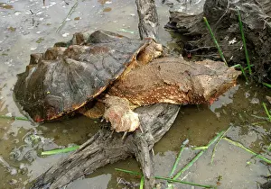 Matamata: Mata Mata / Matamata Turtle - emerging from water