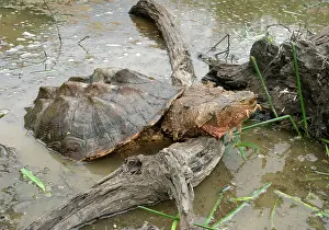 Matamata: Mata Mata / Matamata Turtle - emerging from water onto log