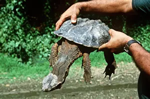 Matamata: Mata mata / Matamata turtle - being held
