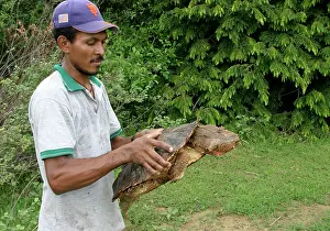 Matamata: Mata Mata / Matamata Turtle - being held by man