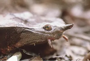 Turtles: Mata mata / Matamata Turtle - showing fish detecting