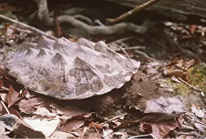 Turtles: Mata mata / Matamata TURTLE - Showing unusual carapace