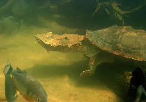 Matamata: Mata Mata / Matamata Turtle - underwater