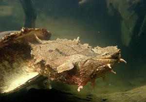 Matamata: Mata Mata / Matamata Turtle - underwater