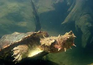 Matamata: Mata Mata / Matamata Turtle - underwater